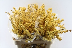 Ilex Verticillata Magical Citronella 80cm