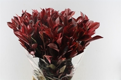 Photinia X Fraseri Red Robin 90cm