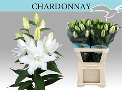 Lily Oriental Double Chardonnay 95cm 5+