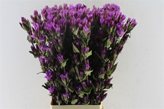Gentiana Deep Pink Ashiro 80cm