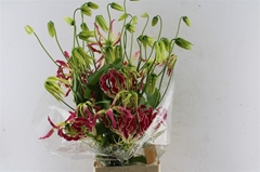 Gloriosa Exotic Pink 80cm