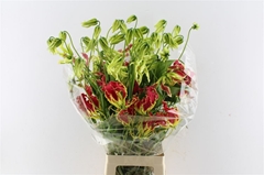 Gloriosa South Wind 80cm