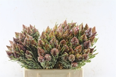 Leucadendron Rubrum 40cm
