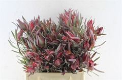 Leucadendron Salignum Blush 40cm
