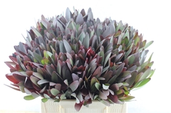 Leucadendron Safari Sunset 40cm