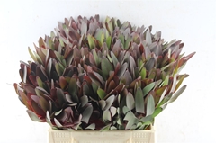 Leucadendron Safari Sunset 40cm