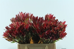 Leucadendron Salignum Blush 40cm Spray