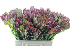 Leucadendron Senorita 40cm
