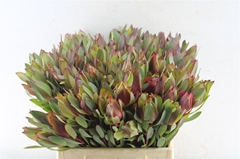 Leucadendron Senorita 40cm