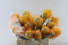 Leucospermum Jelena 40cm