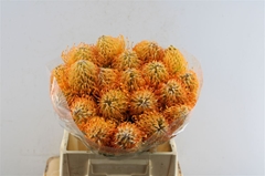 Leucospermum Jelena 40cm