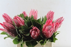 Protea Cynaroides Madiba 40cm