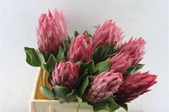 Protea Cynaroides Red Rex 40cm