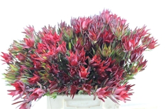Leucadendron Salignum Blush 45cm Spray