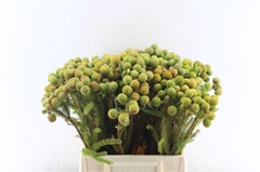 Berzelia Galpinii 50cm