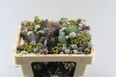 Brunia Cape Mix Bunch 50cm