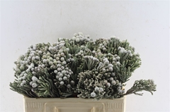 Brunia Laevis 50cm