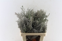 Stoebe Plumosa 50cm