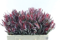 Leucadendron Salignum Blush 50cm Spray