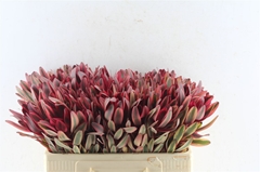 Leucadendron Jester 50cm