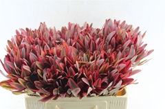 Leucadendron Jester 50cm