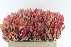 Leucadendron Jester 50cm