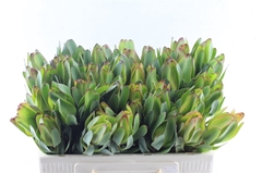Leucadendron Laurel Yellow 50cm