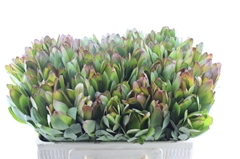 Leucadendron Safari Goldstrike 50cm