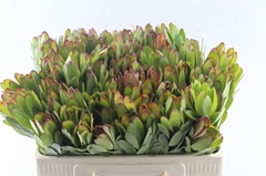 Leucadendron Safari Goldstrike 50cm