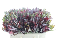 Leucadendron Safari Sunset 50cm