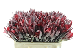 Leucadendron Safari Sunset 50cm