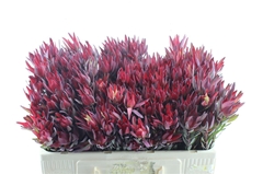 Leucadendron Salignum Blush 50cm Spray