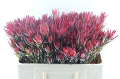 Leucadendron Salignum Blush 50cm Spray