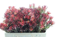 Leucadendron Salignum Blush 50cm Spray