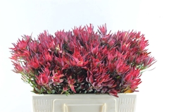 Leucadendron Salignum Blush 50cm Spray