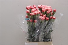 Dianthus Single Cheerio 70cm
