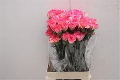 Dianthus Single Spritz 70cm