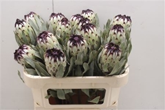 Protea Magnifica Niobe 70cm