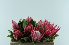Protea Cynaroides Madiba 50cm