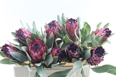 Protea Magnifica 50cm