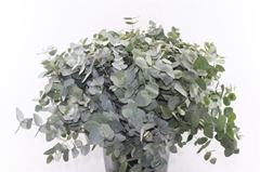 Eucalyptus Cinerea 55cm