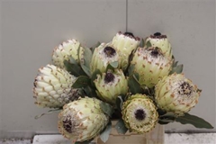 Protea Magnifica Ice Queen 40cm