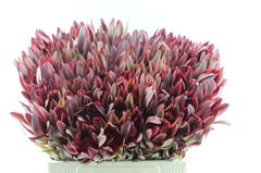 Leucadendron Jester 60cm