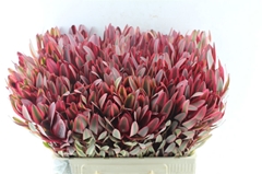 Leucadendron Jester 60cm