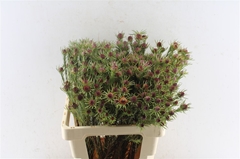 Leucadendron Jubilee Crown 60cm