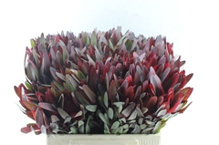 Leucadendron Safari Sunset 60cm