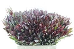 Leucadendron Safari Sunset 60cm