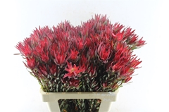 Leucadendron Salignum Blush 60cm Spray
