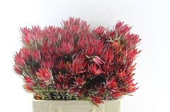 Leucadendron Salignum Blush 60cm Spray