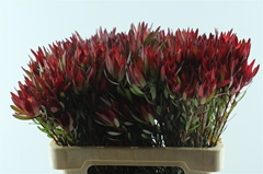 Leucadendron Salignum Blush 60cm Spray